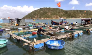 Bình Định có hơn 1.300 lồng nuôi cá nước lở ở trong đầm Thị Nại và các cửa sông. Ảnh: Nguyên Linh - TTXVN