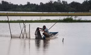 Nông dân huyện Vị Thủy tận dụng đồng ngập nước để nuôi cá trên ruộng. Ảnh: Hồng Thái - TTXVN 