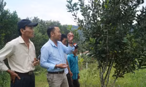 Mô hình cây mắc ca tại xã Sơn Bua, huyện Sơn Tây. Ảnh:kinhtenongthon.vn