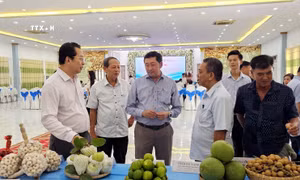 Lãnh đạo UBND tỉnh và ngành nông nghiệp tham quan mô hình sản phẩm hữu cơ. Ảnh: Trung Hiếu- TTXVN 