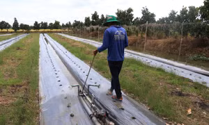 Cơ giới hóa khâu bơm tưới trên hoa màu và cây công nghiệp ngắn ngày ở huyện Tháp Mười. Ảnh: Nguyễn Văn Trí - TTXVN 