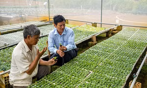 Hiệu quả từ Dự án rau an toàn Bình Định