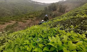 Giống chè lai LDP được trồng tại vùng nguyên liệu chế biến chè xanh của huyện Trấn Yên (Yên Bái). Ảnh: Tiến Khánh - TTXVN 