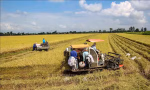 Nông dân thu hoạch lúa . Ảnh: Thanh Liêm - TTXVN