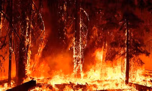 Carbon nâu thải ra từ các vụ cháy rừng trên thực tế góp phần nhiều hơn vào gây ra hiện tượng Trái Đất nóng lên. Ảnh: AFP/TTXVN 
