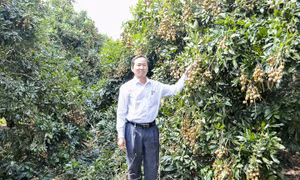 Nông dân ở ấp An Phú, xã An Lạc Tây, huyện Kế Sách bên vườn nhãn da bò đang cho thu hoạch. Ảnh: baosoctrang.org.vn 