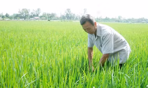 Ông Nguyễn Văn Đức bên ruộng lúa giống. Ảnh: baoapbac.vn 