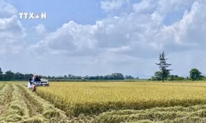 Nhiều lợi ích khi sản xuất lúa theo hướng hữu cơ ở Hà Tĩnh