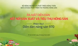 Hội Chữ thập đỏ thành phố Vĩnh Long chung tay tiêu thụ khoai lang tím Nhật của nông dân huyện Bình Tân. Ảnh: Phạm Minh Tuấn-TTXVN 