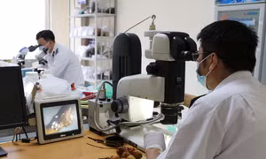 Cán bộ Trạm Kiểm dịch thực vật cửa khẩu Tân Thanh (thuộc Chi cục Kiểm dịch thực vật vùng VII Lạng Sơn) vận hành máy móc kỹ thuật cao để phân tích, đánh giá chất lượng nông sản. Ảnh: Quang Duy - TTXVN 