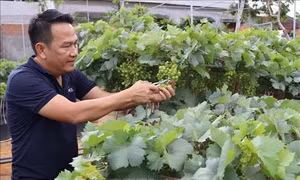 Chăm sóc nho kiểng tại Hợp tác xã nho kiểng A8 (xã Phước Thuận, huyện Ninh Phước). Ảnh: Nguyễn Thành – TTXVN 