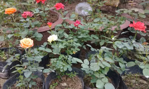 Trồng hồng ở chậu. Ảnh: lamvuondedang.com 