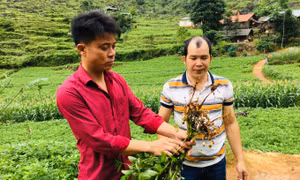 Cây lạc L14 phát triển tốt tại các nương rẫy khô cằn ở vùng Lục Khu Hà Quảng. Ảnh: nongnghiep.vn