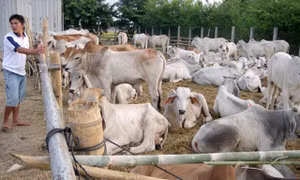 Kiểm soát vận chuyển, buôn bán trái phép trâu bò qua biên giới