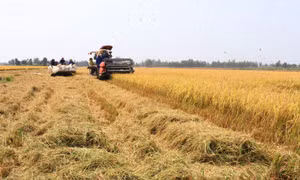 Đồng Tháp phát triển vùng trồng lúa được cấp mã số lên hơn 52.700 ha