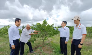 Ông Võ Văn Ten (thứ 2 từ trái qua phải), xã Suối Đá, huyện Dương Minh Châu (Tây Ninh) giới thiệu với cán bộ Ngân hàng Agribank chi nhánh tỉnh Tây Ninh cách trồng, chăm sóc cây mãng cầu. Ảnh: danviet.vn
