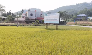 Nỗ lực đưa Định Hóa trở thành huyện nông thôn mới trong năm 2023