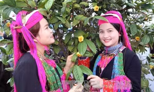 Các thiếu nữ dân tộc bên cây trà hoa vàng. Ảnh: Nguyễn Hoàng - TTXVN
