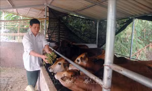 Cựu chiến binh Hoàng Ngọc Tư chăm sóc đàn bò. Ảnh: Quang Quyết-TTXVN