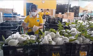Công đoạn sơ chế quả Na Vietgap trước khi đóng gói tại Công ty cổ phần Natani (Tây Ninh). Ảnh: Thanh Tân -TTXVN 