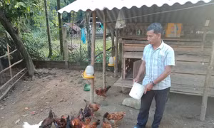 Gà kiến Sơn Hà. Ảnh: ocopquangngai.com