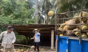 Người dân xuất bán dừa khô nguyên liệu sau thu hoạch. Ảnh: Huỳnh Phúc Hậu - TTXVN 