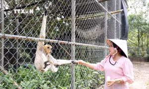 Néang Ma La-Người phụ nữ Khmer nặng lòng với các loài động vật hoang dã