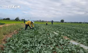 Gia Lai: Đón vụ mùa bội thu đầu năm mới