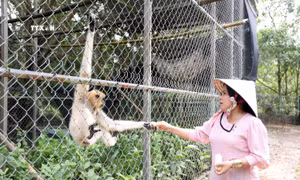 Néang Ma La-Người phụ nữ Khmer nặng lòng với các loài động vật hoang dã