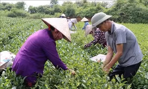 Thu hái chè đặc sản tại Thái Nguyên. Ảnh: Hoàng Nguyên - TTXVN