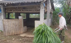Nông dân xã Quang Kim, huyện Bát Xát (Lào Cai) chuẩn bị thức ăn cho đàn gia súc. Ảnh: Hương Thu - TTXVN