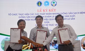 Giải pháp hiệu quả phòng chống bệnh khảm lá sắn