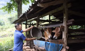 Người dân xóm Lũng Mần, xã Sóc Hà, huyện Hà Quảng nuôi bò để phát triển kinh tế gia đình. Ảnh: Chu Hiệu - TTXVN 