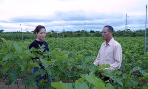 Thời gian thu hoạch dâu chín chỉ kéo dài 3 - 4 tuần. Ảnh: traicayvuongtron.vn 