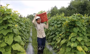 Nông dân huyện Trà Cú trồng màu cho thu nhập tăng 4 lần so với trồng lúa trước đó. Ảnh: Thanh Hòa-TTXVN 