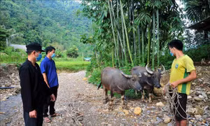 Ông Đặng Tòn Sểnh (trái) tuyên truyền, vận động người dân tiêm phòng đầy đủ cho đàn gia súc. Ảnh: Vũ Quang – TTXVN 