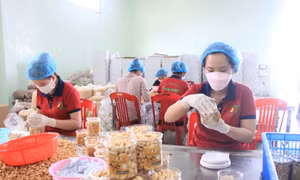 Công nhân đóng gói hạt điều tại Công ty TNHH MTV sản xuất thương mại Đức Thịnh (tại xã Thống Nhất, huyện Bù Đăng). Ảnh: K GỬIH - TTXVN 