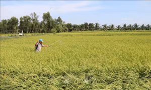 Trồng lúa hữu cơ cho hiệu quả cao. Ảnh : Thanh Hòa/TTXVN