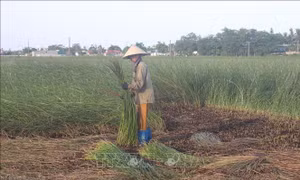 Thời tiết nắng nóng như thời điểm này rất thích hợp cho việc thu hoạch cói, chỉ cần phơi từ sáng đến chiều là cói sẽ khô, lên màu rất đẹp. Ảnh: Khiếu Tư-TTXVN