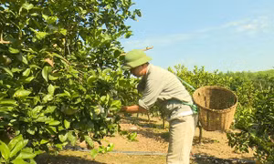 Ông Hà Đức Hải, dân tộc Mường, xã Sơn Hùng, huyện Thanh Sơn (Phú Thọ) chăm sóc cam. Ảnh: phutho.gov.vn 