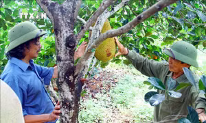 Từ chuyển đổi cơ cấu cây trồng, ông Nguyễn Văn Diệm trồng mít ruột đỏ thu về lợi nhuận trên 400 triệu đồng/ha. Ảnh: Tá Chuyên - TTXVN