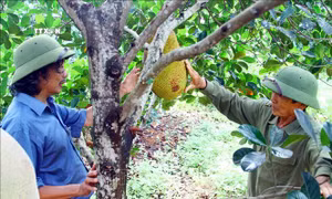 Từ chuyển đổi cơ cấu cây trồng, ông Nguyễn Văn Diệm trồng mít ruột đỏ thu về lợi nhuận trên 400 triệu đồng/ha. Ảnh: Tá Chuyên - TTXVN