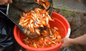 Làng nghề nuôi cá chép đỏ Thủy Trầm tất bật trước ngày Tết ông Công, ông Táo
