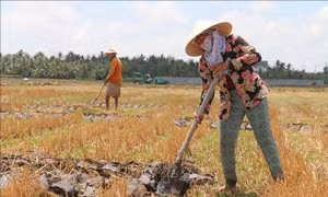 Nông dân cải tạo đất trồng lúa để chuyển sang trồng màu. Ảnh: Thanh Hòa - TTXVN
