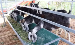 Mô hình nuôi dê bổ sung thêm thức ăn cỏ xay giúp dê mau lớn ở xã Phước Hải (huyện Ninh Phước, Ninh Thuận). Ảnh: Nguyễn Thành – TTXVN 