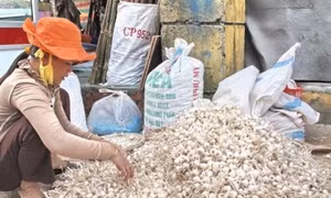 Nông dân huyện đảo Lý Sơn phân loại tỏi khô. Ảnh: Thanh Long - TTXVN