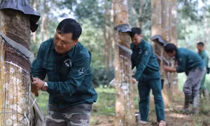 Những đảng viên đưa “vàng trắng” cắm rễ trên đất Điện Biên