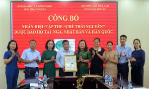 Thương hiệu chè Thái Nguyên vươn ra thế giới