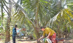 Bình Định: Tăng hiệu quả từ trồng dừa hữu cơ 