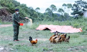 Cán bộ chiến sỹ Đồn Biên phòng Pò Mã chăn nuôi gà tại Chốt 2 (thường gọi là chốt 975). Ảnh: Anh Tuấn – TTXVN 